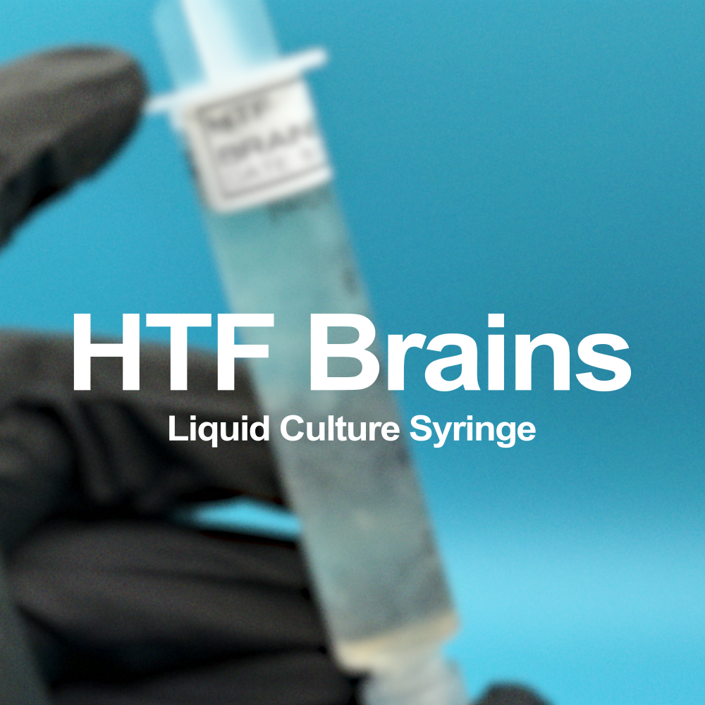 HTF Brains